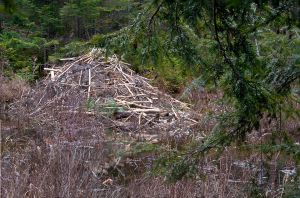 44  CW733-Beaver-Lodge-on-Bicknell-Brook.jpg